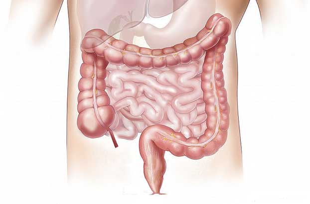Qué es la barrera intestinal y cuál es su función