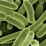 ¿Conoces la historia de la cepa probiótica Lactobacillus rhamnosus LGG®?