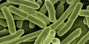 ¿Conoces la historia de la cepa probiótica Lactobacillus rhamnosus LGG®?